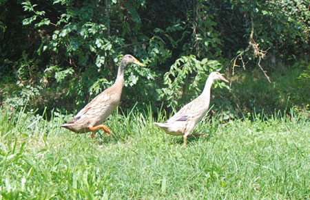De indiske løbeænder, der bruges mod snegle på Außerperskolerhof.