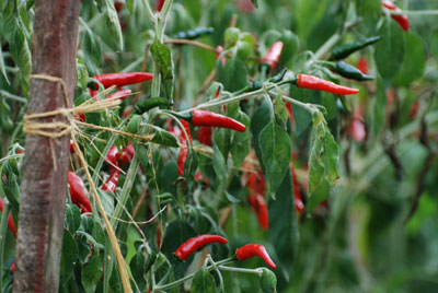Peperoncini i Americo Quattrociocchis have